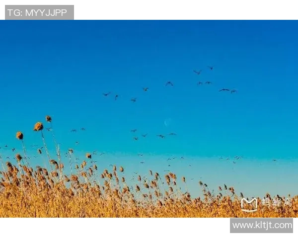易景流的魅力与启示探讨：在现代生活中如何找到心灵的宁静与美好