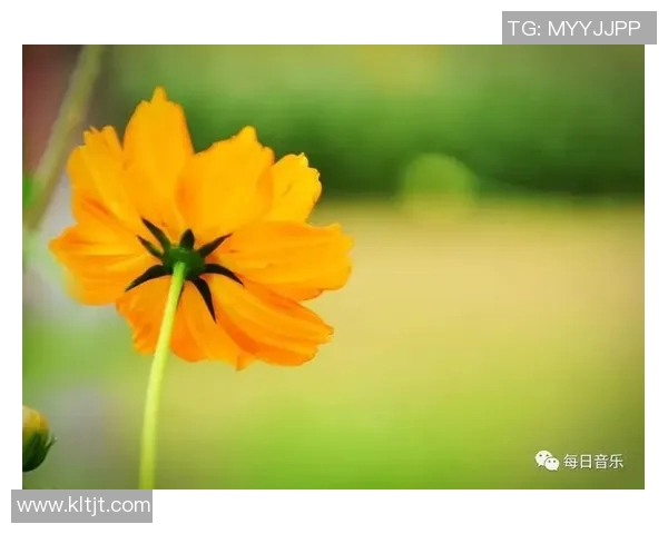 牧笛高的旋律在山谷间回荡，唤醒了沉睡的自然与心灵的共鸣